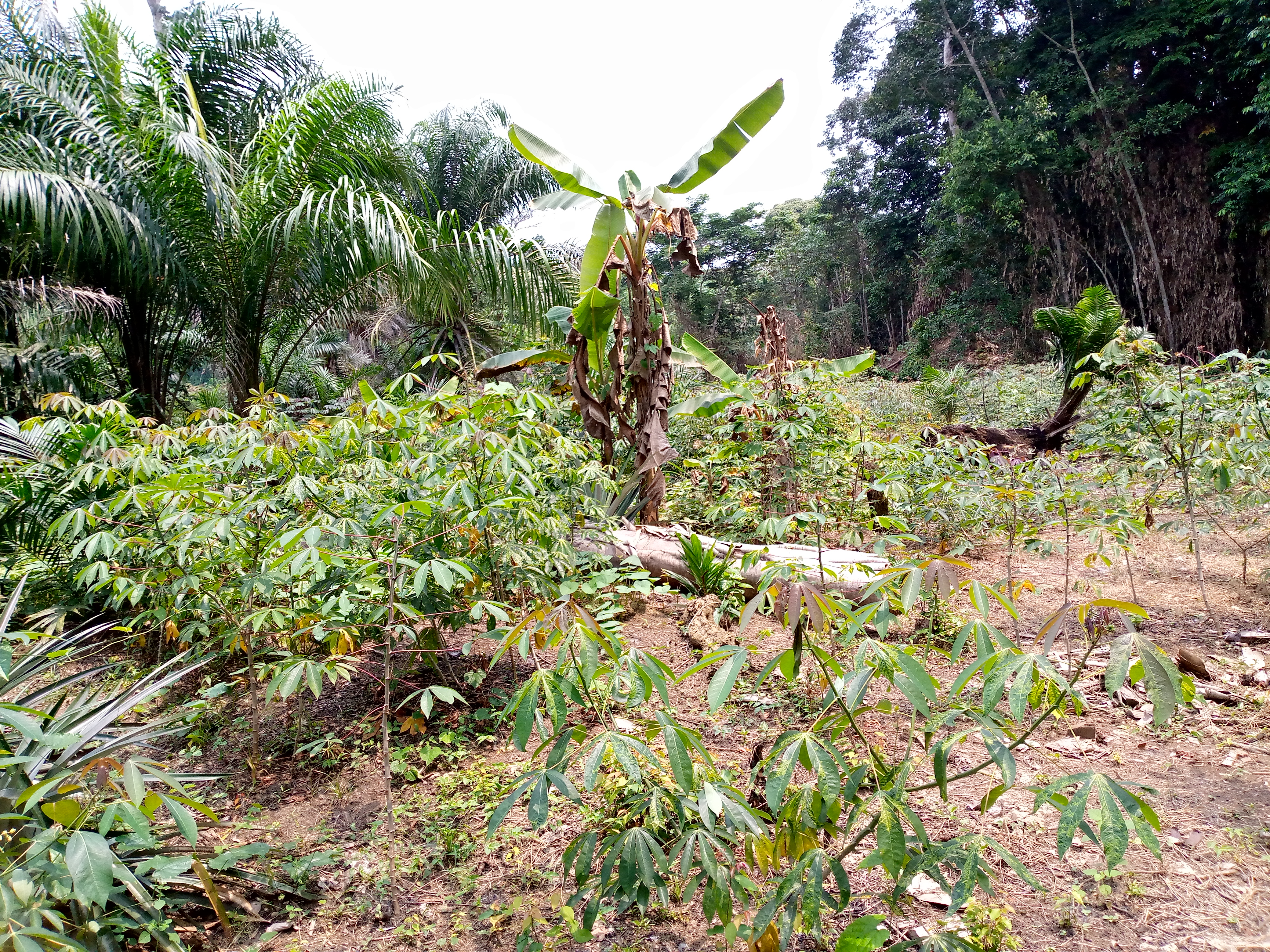Gestion durable des forêts à Bikoro - Photo 3